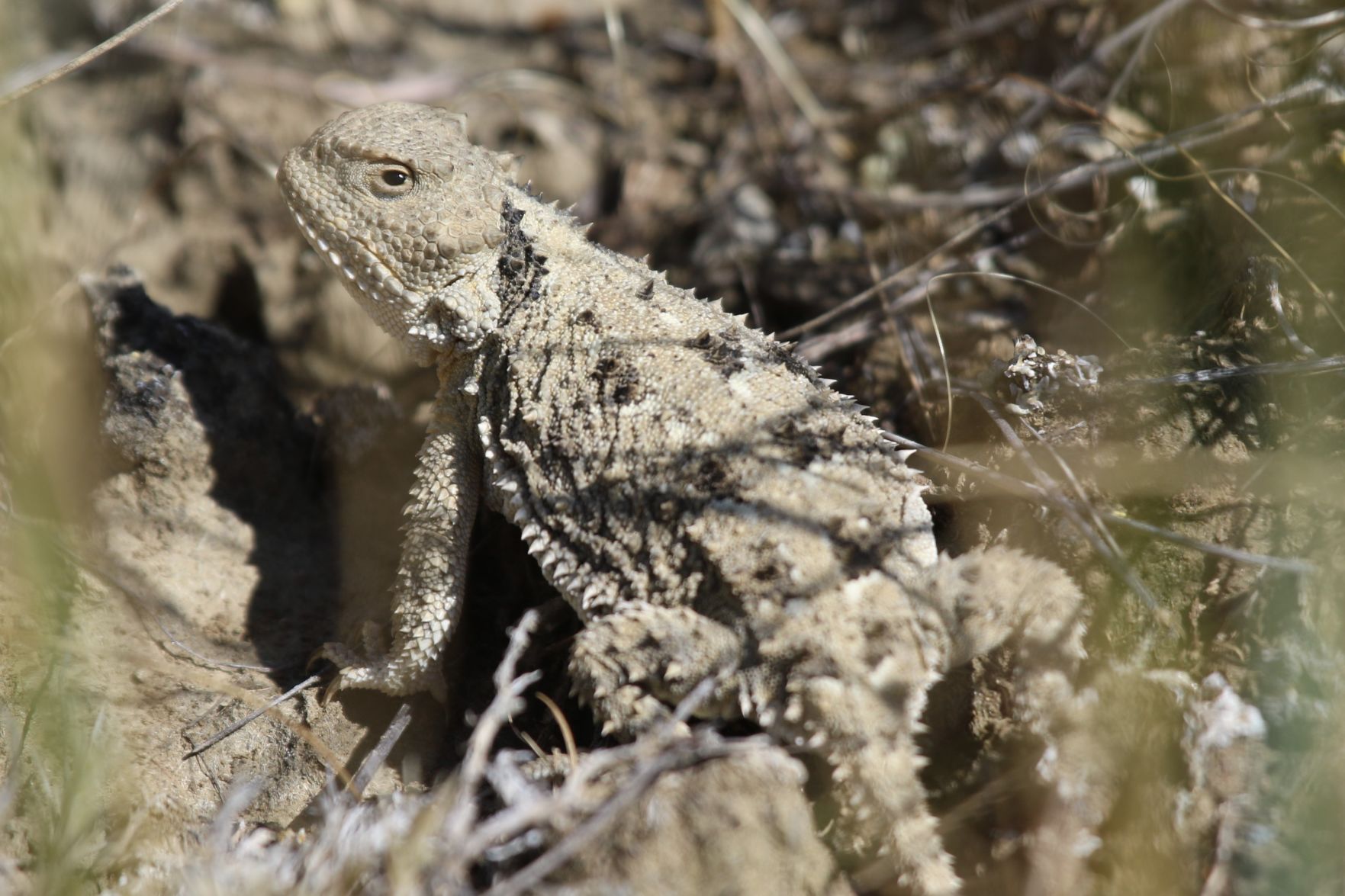 Greater Short-Horned Lizard